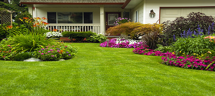 Cleveland Lawn Care Rose Of Sharon, Landscaping Services Cleveland Ohio