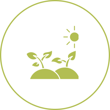 Growing plants under sunlight